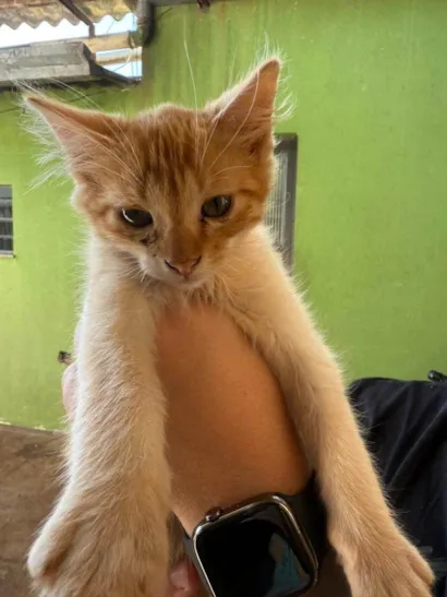 Gato ra a SRD-ViraLata idade 2 a 6 meses nome Não tem nomezinho