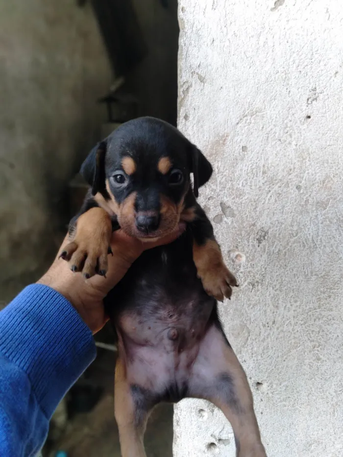 Cachorro ra a SRD-ViraLata idade Abaixo de 2 meses nome Não tem 
