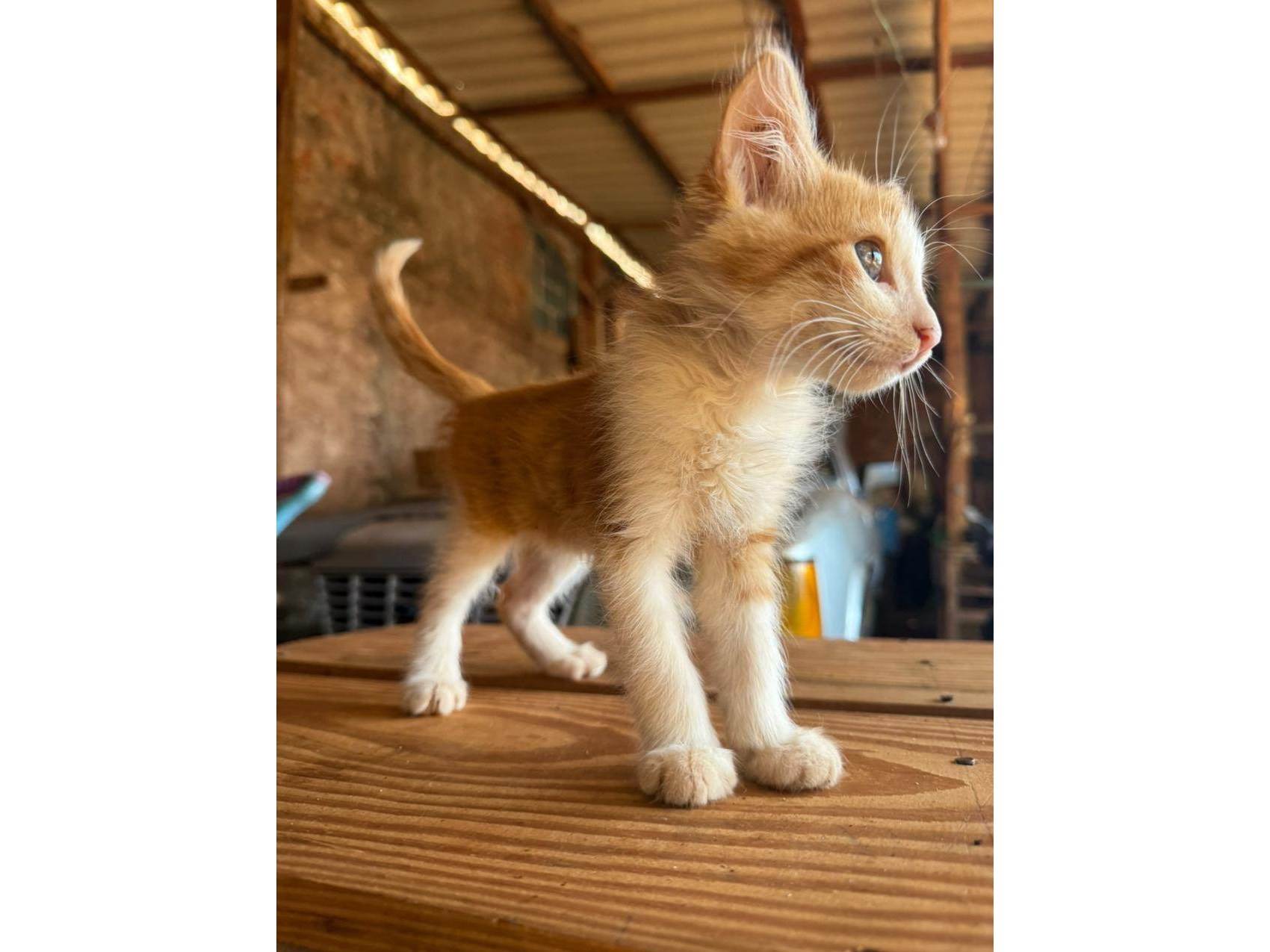 Gato ra a SRD-ViraLata idade 2 a 6 meses nome Não tem nomezinho