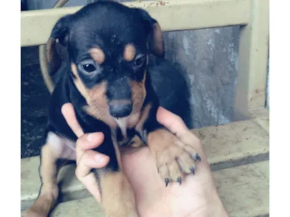 Cachorro ra a SRD-ViraLata idade Abaixo de 2 meses nome Não tem 