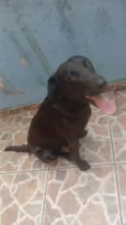Cachorro ra a SRD-ViraLata idade 1 ano nome Zeus
