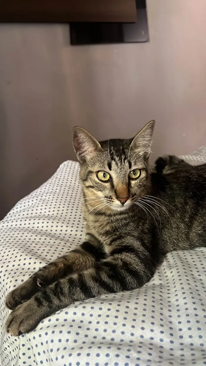 Gato ra a SRD-ViraLata idade 1 ano nome Blake