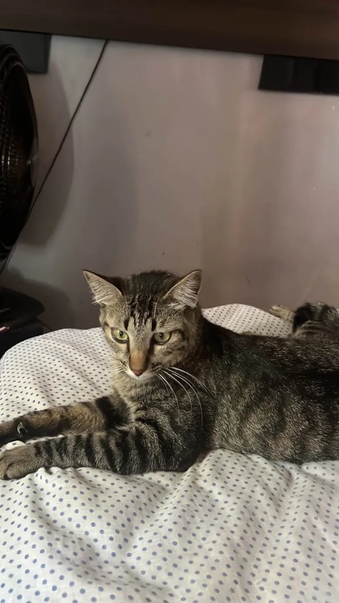 Gato ra a SRD-ViraLata idade 1 ano nome Blake