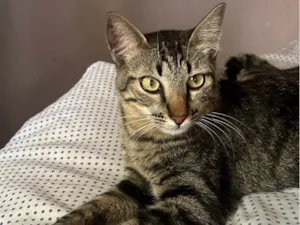 Gato raça SRD-ViraLata idade 1 ano nome Blake