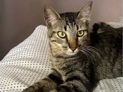 Gato raça SRD-ViraLata idade 1 ano nome Blake