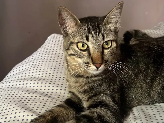 Gato ra a SRD-ViraLata idade 1 ano nome Blake