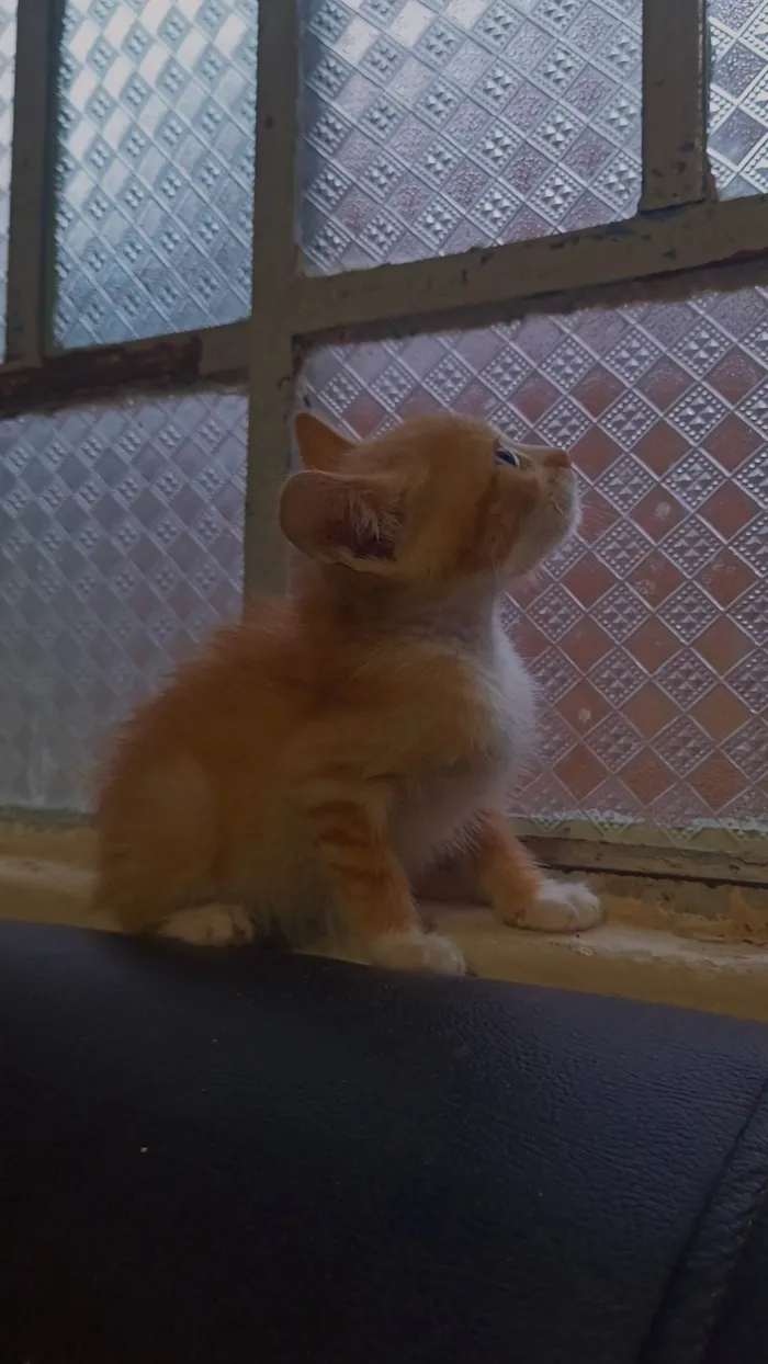 Gato ra a SRD-ViraLata idade 2 a 6 meses nome Sem nome