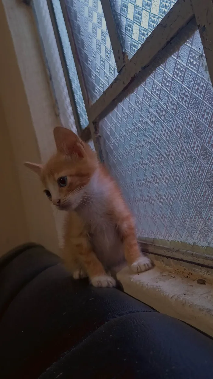 Gato ra a SRD-ViraLata idade 2 a 6 meses nome Sem nome