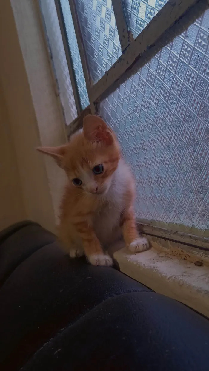 Gato ra a SRD-ViraLata idade 2 a 6 meses nome Sem nome