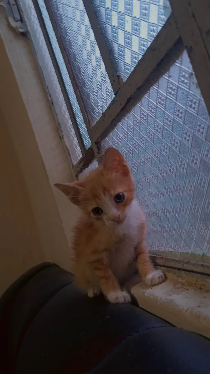 Gato ra a SRD-ViraLata idade 2 a 6 meses nome Sem nome