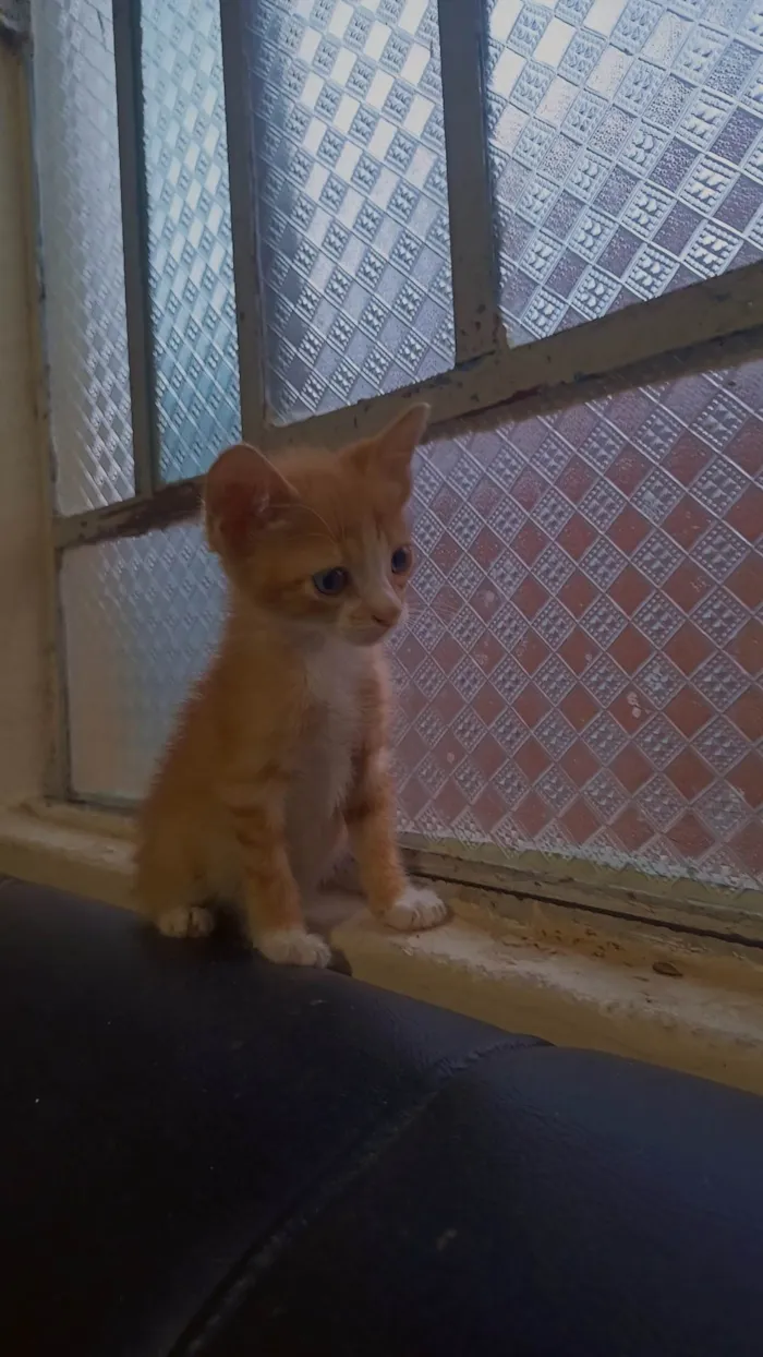 Gato ra a SRD-ViraLata idade 2 a 6 meses nome Sem nome