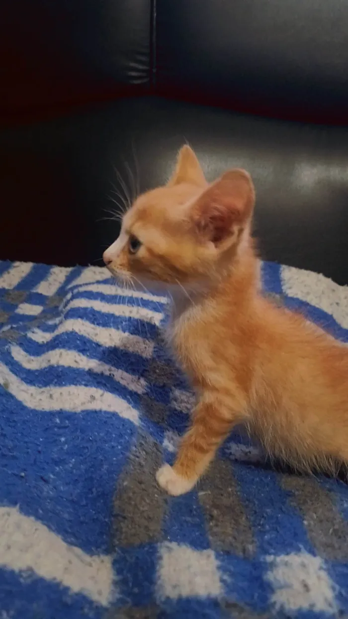 Gato ra a SRD-ViraLata idade 2 a 6 meses nome Sem nome