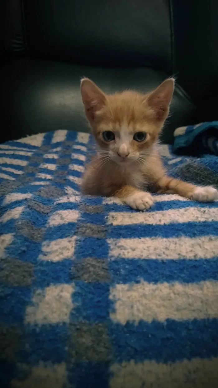 Gato ra a SRD-ViraLata idade 2 a 6 meses nome Sem nome