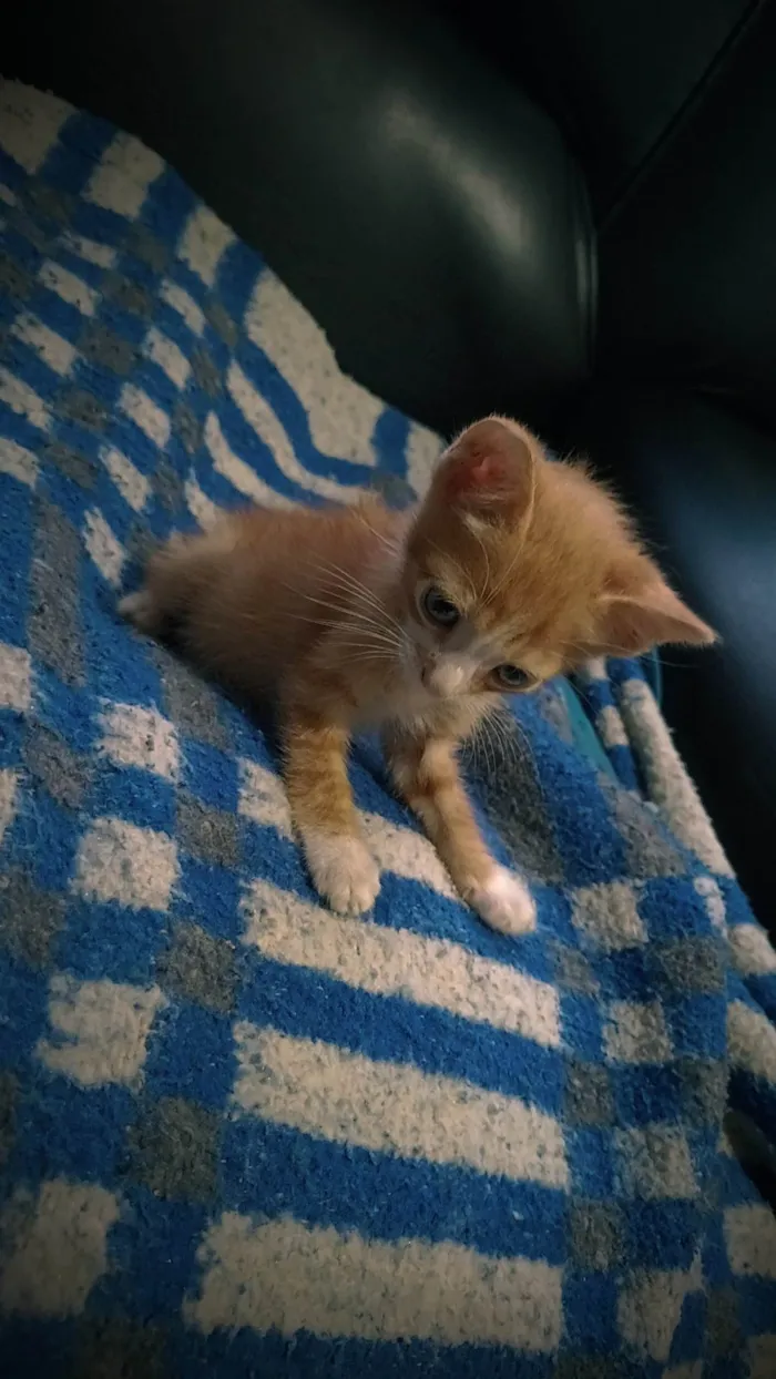 Gato ra a SRD-ViraLata idade 2 a 6 meses nome Sem nome