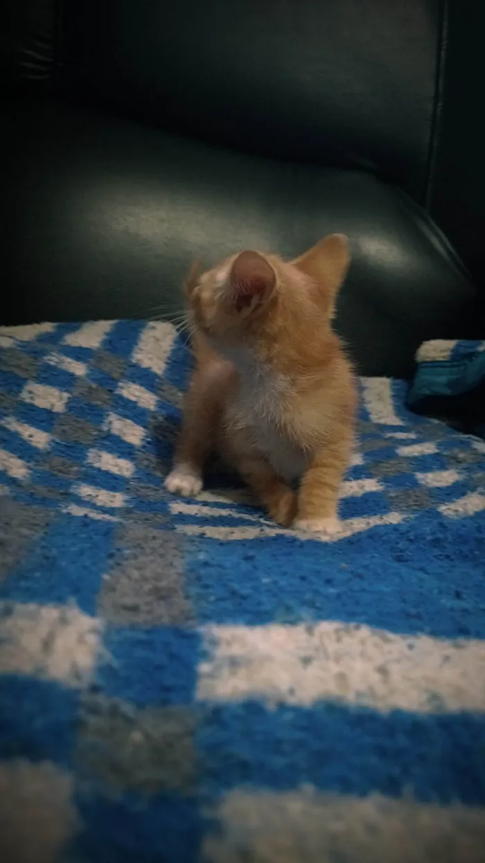 Gato ra a SRD-ViraLata idade 2 a 6 meses nome Sem nome