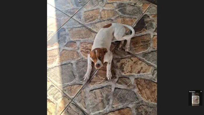 Cachorro ra a SRD-ViraLata idade 2 a 6 meses nome MENINA