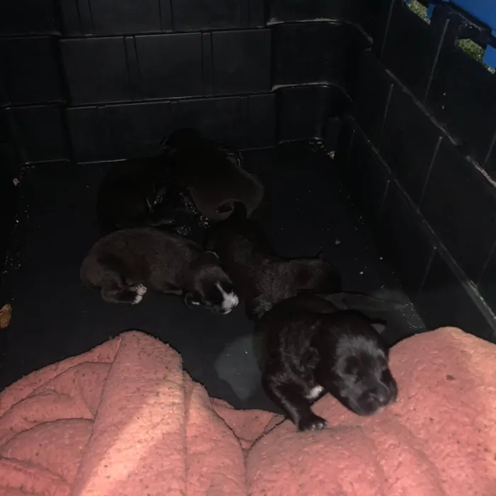 Cachorro ra a SRD-ViraLata idade Abaixo de 2 meses nome Manuel