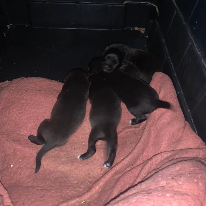 Cachorro ra a SRD-ViraLata idade Abaixo de 2 meses nome Manuel