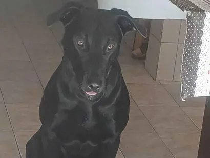Cachorro raça SRD-ViraLata idade 1 ano nome Zeus