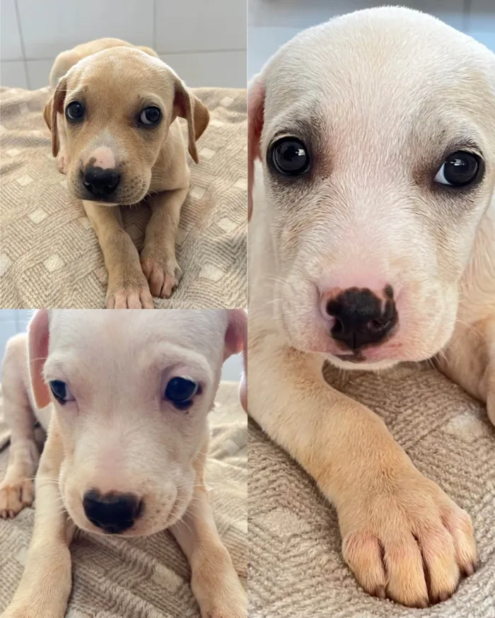 Cachorro ra a SRD-ViraLata idade Abaixo de 2 meses nome SRD