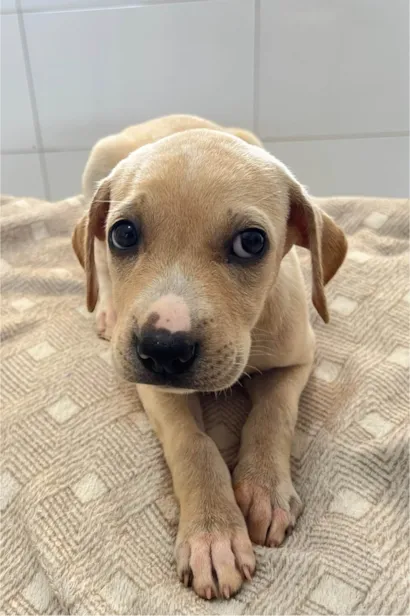 Cachorro raça SRD-ViraLata idade 2 a 6 meses nome Cachorrinhos