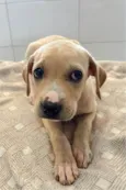 Cachorro ra a SRD-ViraLata idade Abaixo de 2 meses nome SRD