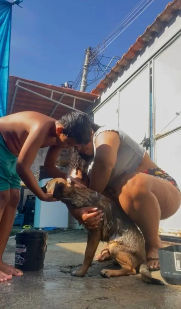 Cachorro raça SRD-ViraLata idade 1 ano nome Brutos 