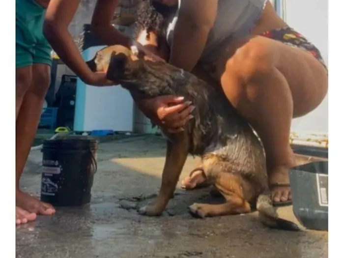 Cachorro raça SRD-ViraLata idade 1 ano nome Brutos 
