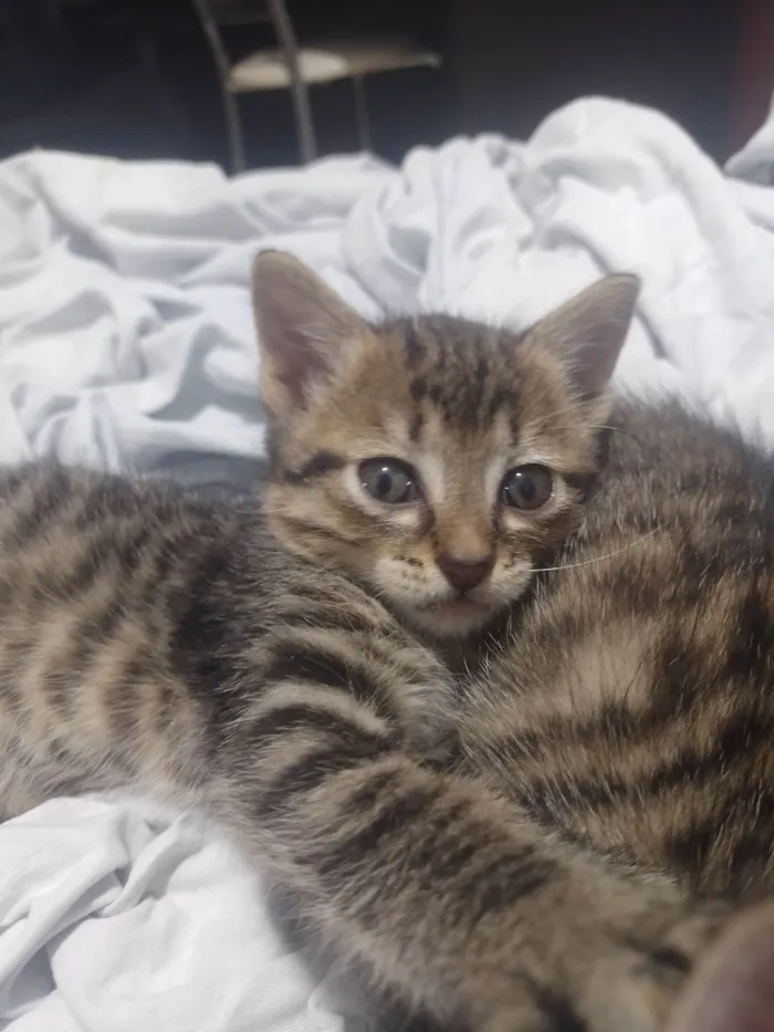 Gato raça SRD-ViraLata idade 2 a 6 meses nome Sem nome