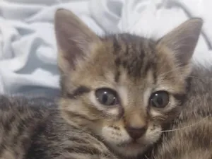 Gato raça SRD-ViraLata idade 2 a 6 meses nome Sem nome