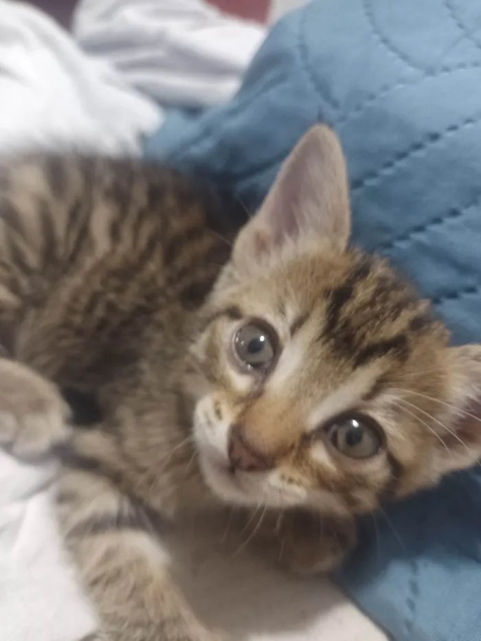 Gato raça SRD-ViraLata idade 2 a 6 meses nome Athena