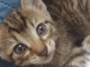 Gato raça SRD-ViraLata idade 2 a 6 meses nome Athena