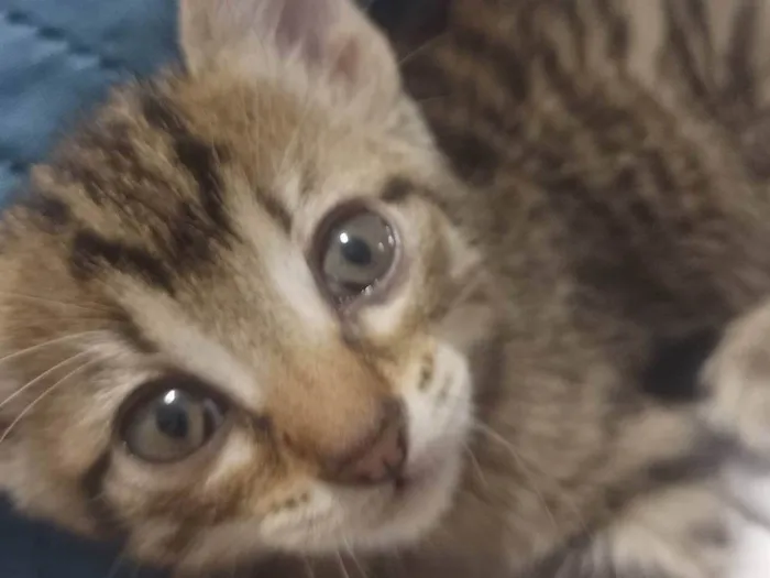 Gato raça SRD-ViraLata idade 2 a 6 meses nome Athena