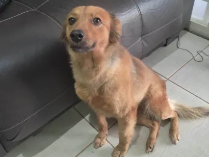 Cachorro raça SRD-ViraLata idade 6 ou mais anos nome Nina