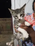 Gato ra a SRD-ViraLata idade Abaixo de 2 meses nome Não possui nome