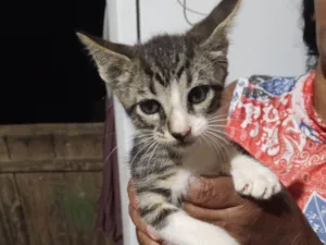 Gato raça SRD-ViraLata idade Abaixo de 2 meses nome Não possui nome