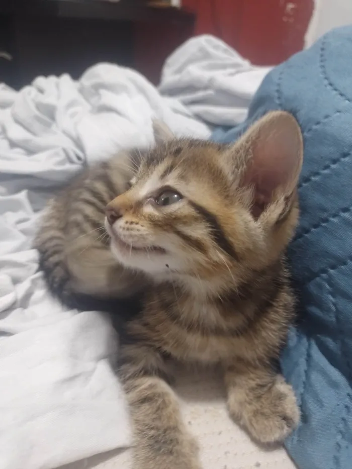 Gato raça SRD-ViraLata idade 2 a 6 meses nome Mina