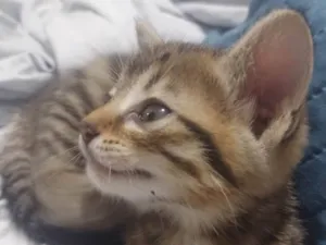 Gato raça SRD-ViraLata idade 2 a 6 meses nome Mina