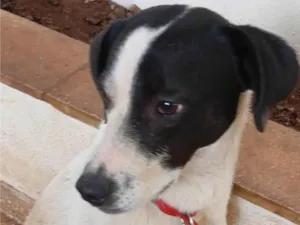 Cachorro raça SRD-ViraLata idade 1 ano nome Zorro