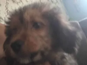 Cachorro raça Shitzu idade 2 a 6 meses nome JuJu