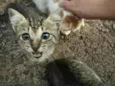 Gato ra a SRD-ViraLata idade Abaixo de 2 meses nome Não tem nome