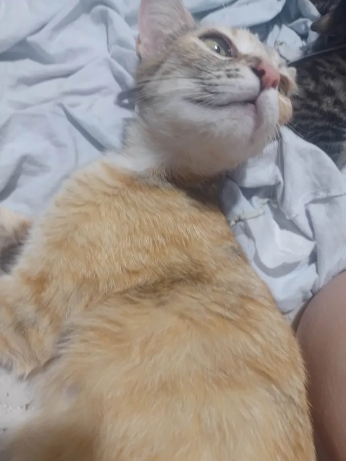 Gato raça SRD-ViraLata idade 7 a 11 meses nome Mel