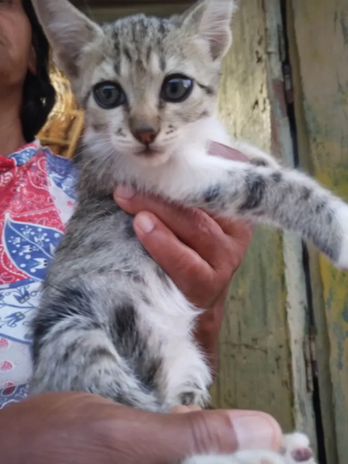 Gato ra a SRD-ViraLata idade Abaixo de 2 meses nome Não possui nome 