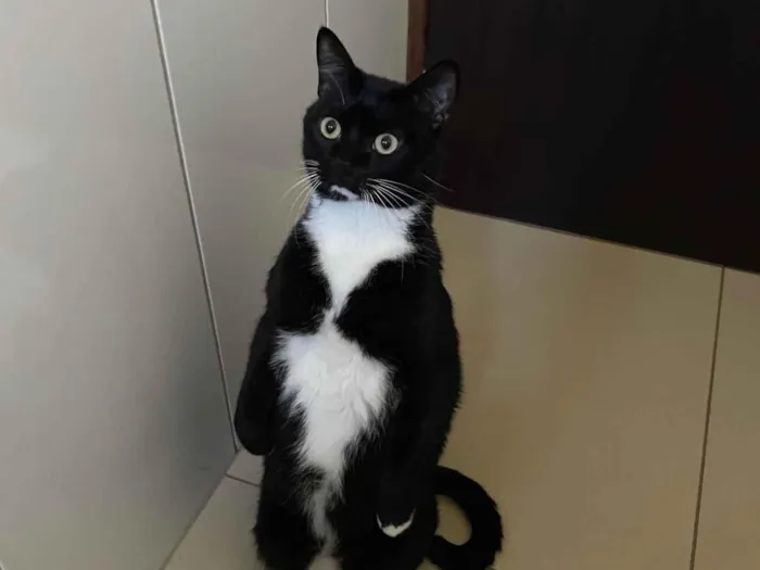 Gato ra a SRD-ViraLata idade 5 anos nome Bibi