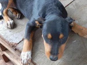 Cachorro raça SRD-ViraLata idade 2 a 6 meses nome Eclipse