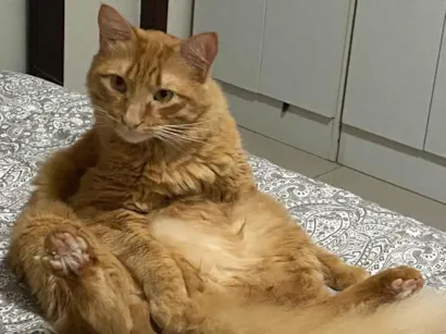 Gato raça SRD-ViraLata idade 4 anos nome Chiclete