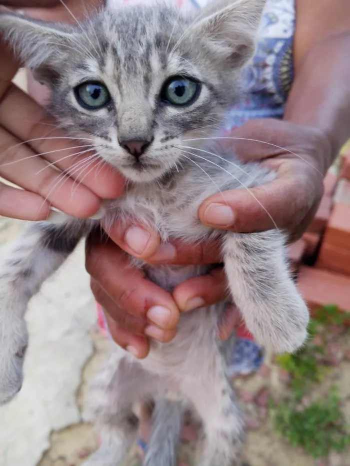 Gato ra a SRD-ViraLata idade Abaixo de 2 meses nome Não possui nome 