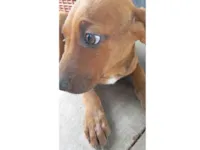 Cachorro raça SRD-ViraLata idade 2 a 6 meses nome Pudim