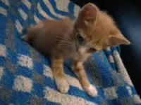 Gato raça SRD-ViraLata idade 2 a 6 meses nome Sem nome