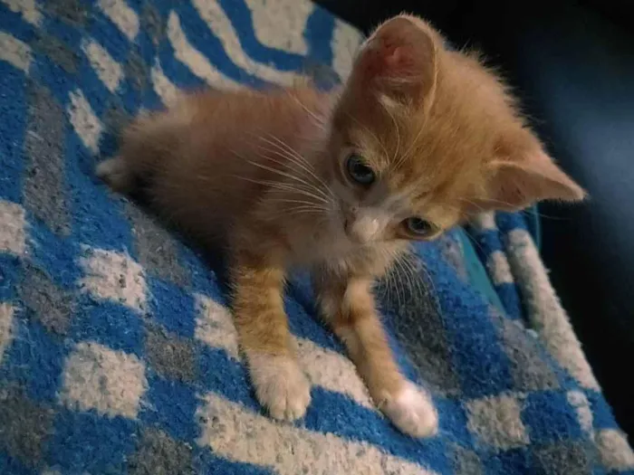 Gato ra a SRD-ViraLata idade 2 a 6 meses nome Sem nome